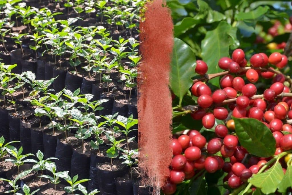 4 viveros con café que podés visitar en El Salvador para desconectar y disfrutar