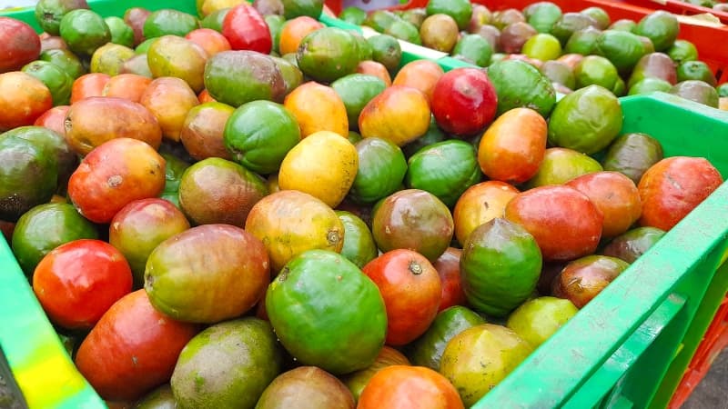 Santiago de María invita al Festival del Jocote de Corona