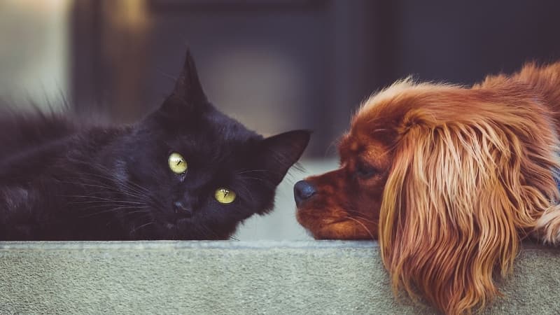 ¿Por qué la caída excesiva de pelo en tus mascotas puede ser un signo de alarma?