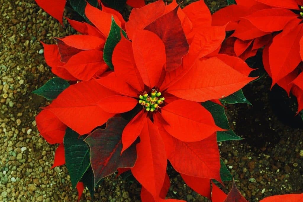 Flor de Pascua: la planta que viste de rojo la Navidad y merece cuidados especiales