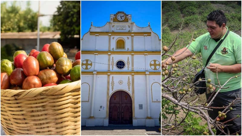 San Lorenzo ofrece experiencias turísticas por plantaciones de jocote barón rojo