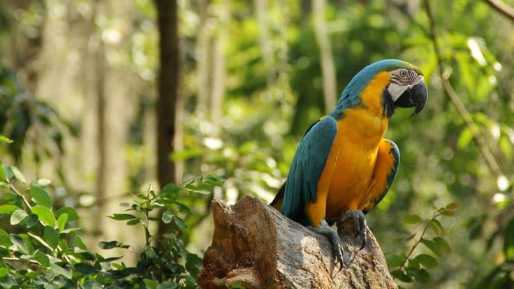 Centroamérica se alista para el “Big Day”, la jornada de avistamiento de aves en toda la región