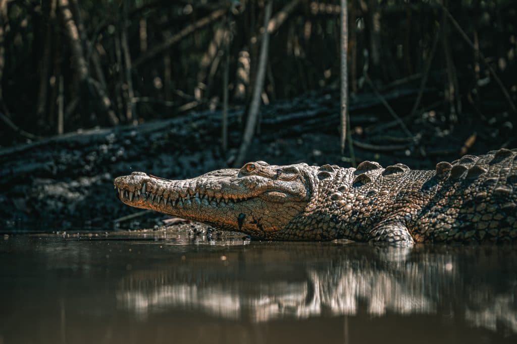 Explora el hábitat de cocodrilos y manglares en la Barra de Santiago