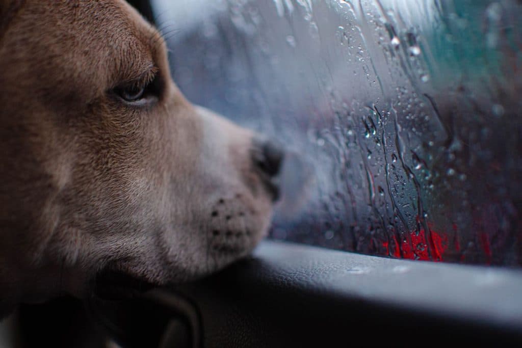Consejos para cuidar a tus mascotas en temporada de lluvias