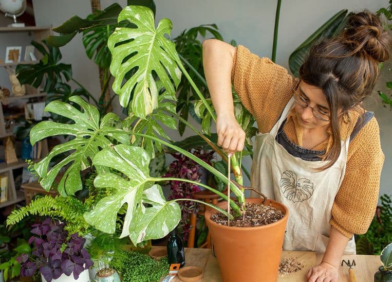 Cinco creadores de contenido que te enseñarán a cuidar tus plantas sin morir en el intento