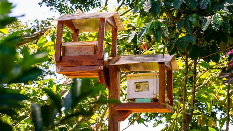 Una finca de Comasagua alberga el primer “Hotel de Abejas” para especies nativas sin aguijón