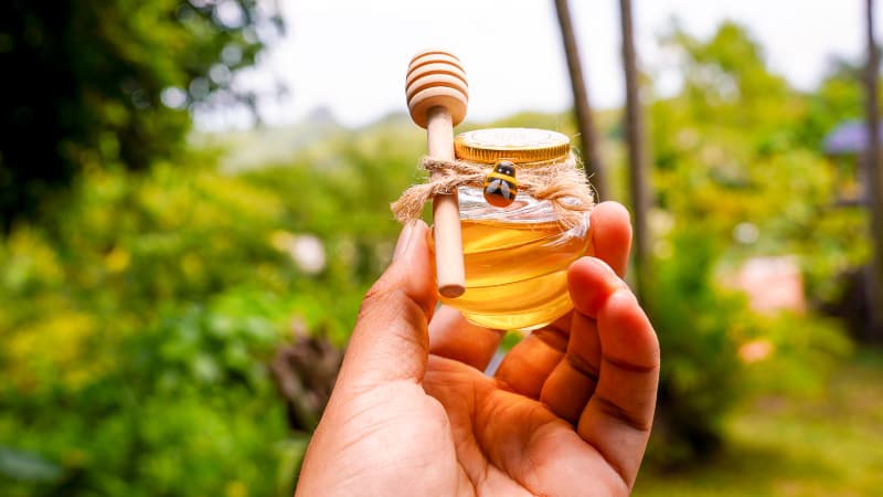 ¿Cómo es la miel de las abejas sin aguijón y para qué se utiliza?