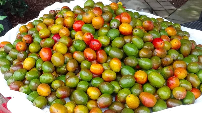 El Festival del Jocote de Corona se realizará el 12 de septiembre en Santiago de María