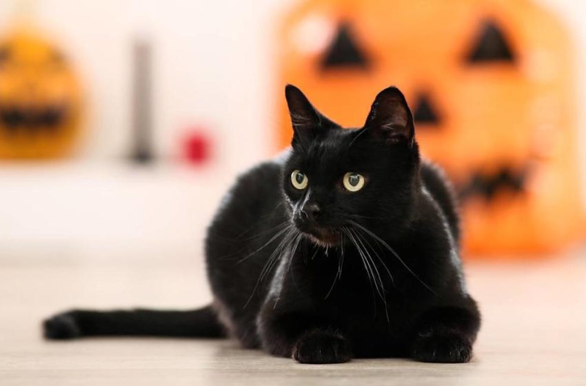  Cuida a tus gatos durante Halloween