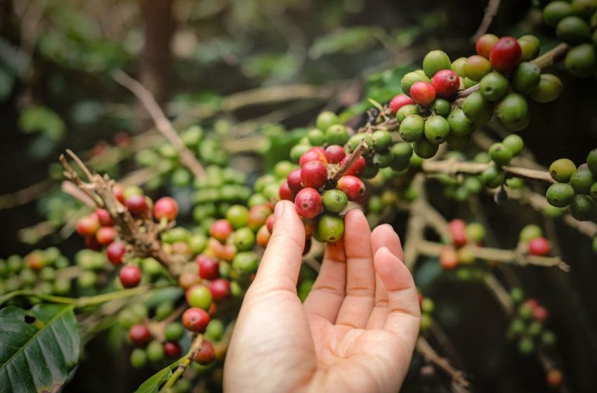  Chalatenango se prepara para su cuarto Festival del Café: conoce aquí los detalles
