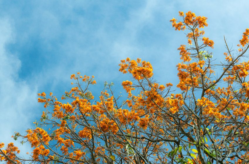  La primavera finalmente llegó