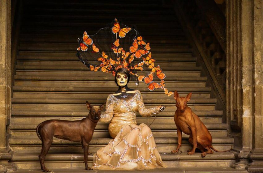  La leyenda del Xoloitzcuintle: el compañero de viaje de los muertos