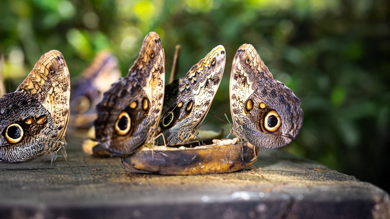  Alas y Flores: Un santuario de mariposas en la Ruta Panorámica