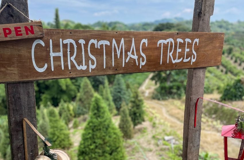  Innova tu decoración navideña con un árbol natural