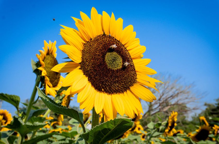  Todo listo para el primer Festival de Otoño: girasoles y calabazas en El Salvador