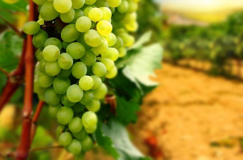  Beneficios de las uvas verdes: un snack saludable para tu día a día