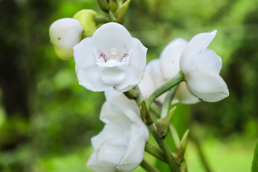 ¿Sabes por qué las orquídeas son conocidas como las "reinas del engaño"?