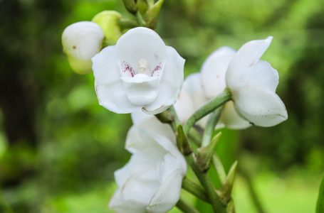 ¿Sabes por qué las orquídeas son conocidas como las "reinas del engaño"?