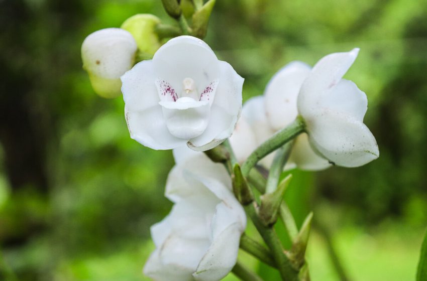  ¿Sabes por qué las orquídeas son conocidas como las «reinas del engaño»?