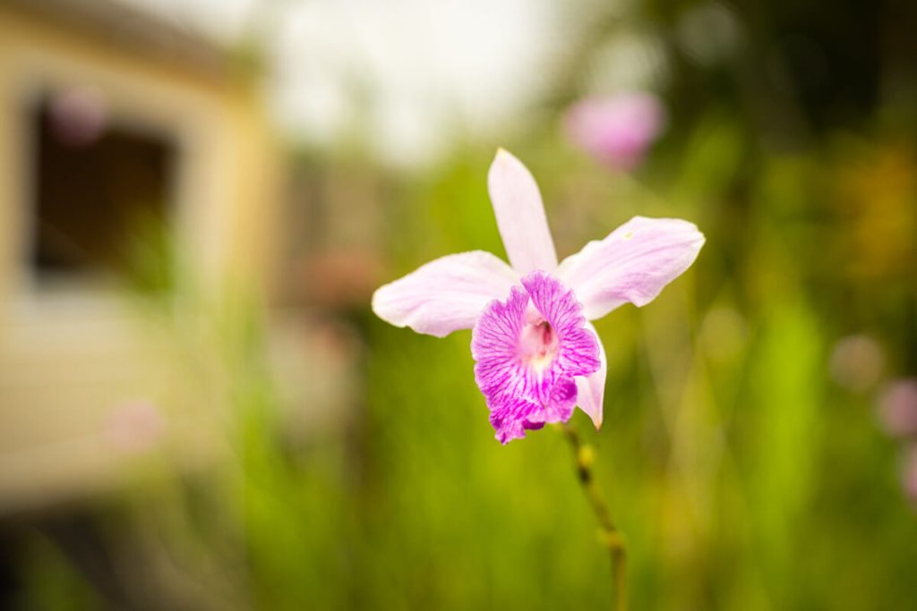 ASO invita a la Exposición Nacional de Orquídeas en El Salvador