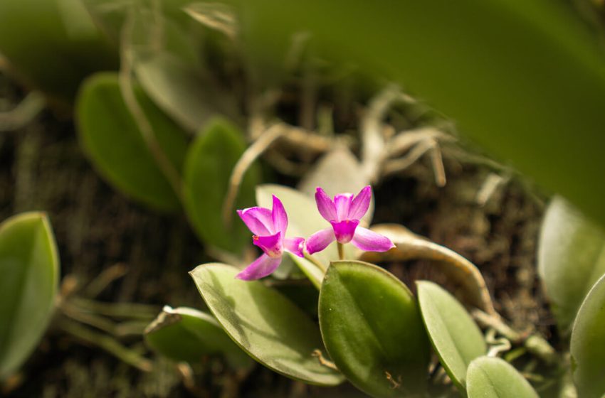  Realizarán la XLVII Exposición Nacional de Orquídeas en Antiguo Cuscatlán