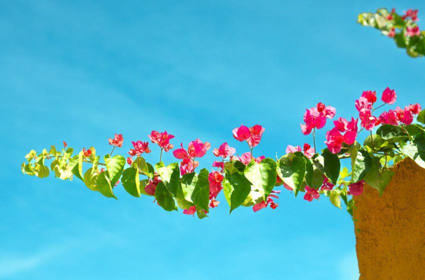  ¿Cuáles son las plantas que florecen en los primeros meses del año?