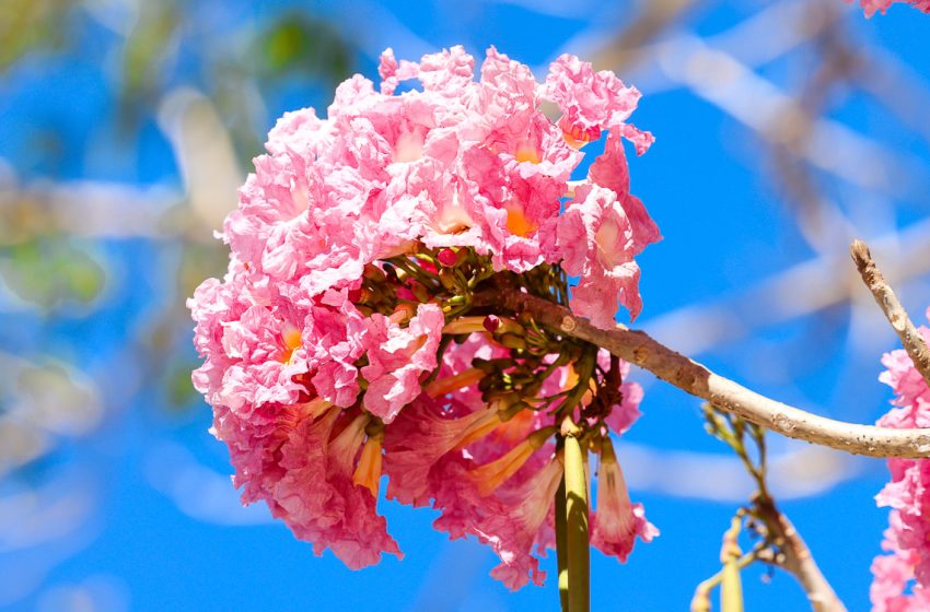  El lenguaje de las flores