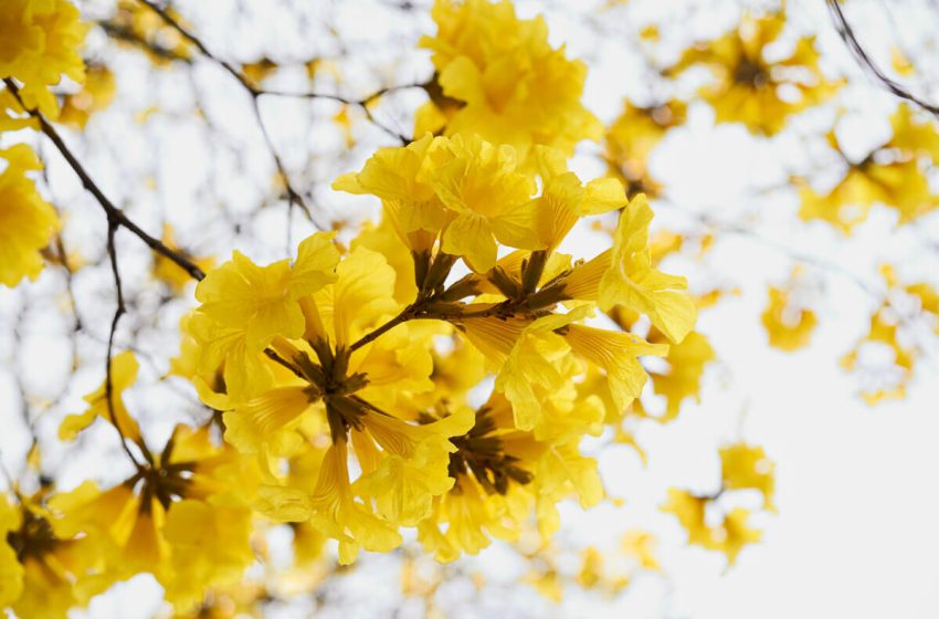  ¡Descubre los cinco árboles con las flores más impresionantes en El Salvador!