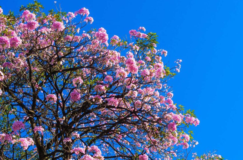  El maquilíshuat viste de rosa a El Salvador