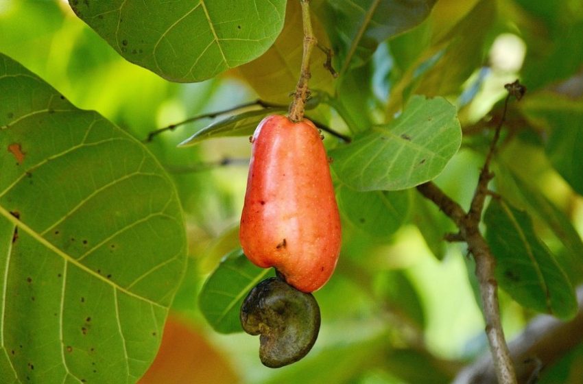  Tecoluca se prepara para el Festival del Marañón