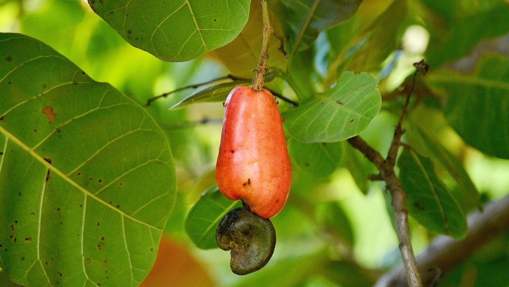 Tecoluca se prepara para el Festival del Marañón