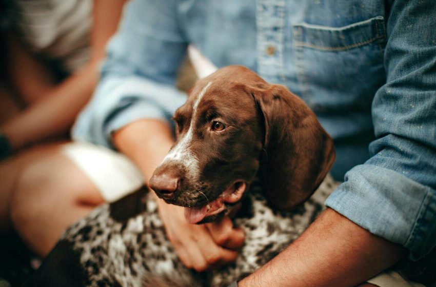  Consejos para prevenir el golpe de calor y mantener hidratados a nuestros perros