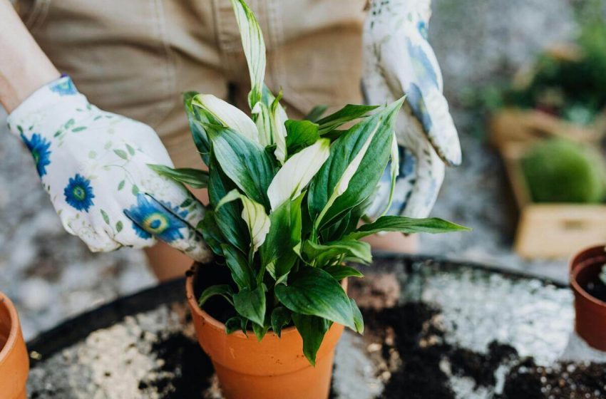  Jardines en casa: plantas fáciles de cuidar para principiantes