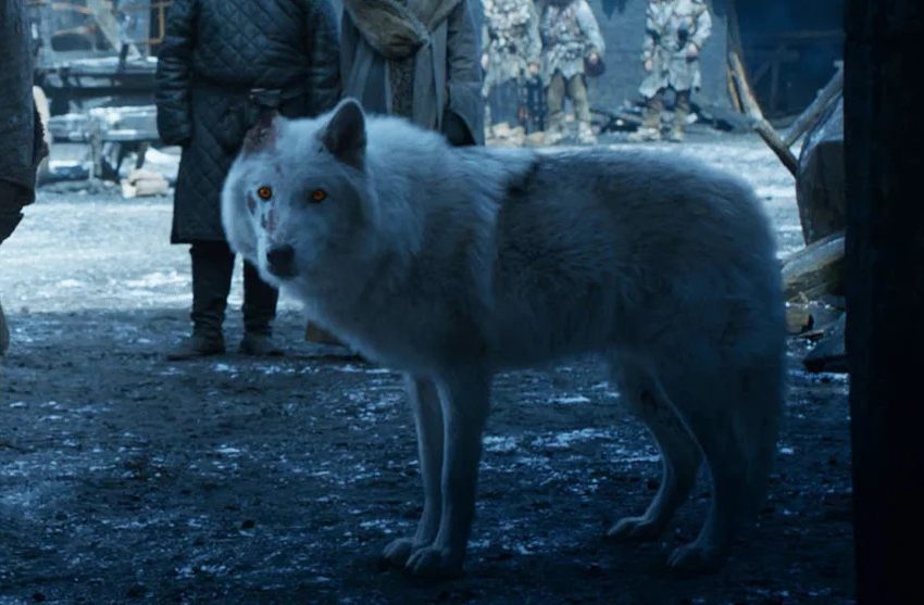  El regreso del Lobo Gigante de Juegos de Trono: Un hito científico que despierta debate