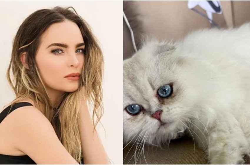  Belinda pide ayuda para encontrar a su gato Glen