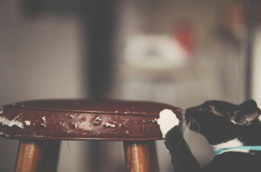  ¿Tus gatos rasguñan los muebles? Aquí tienes cómo evitarlo sin regaños
