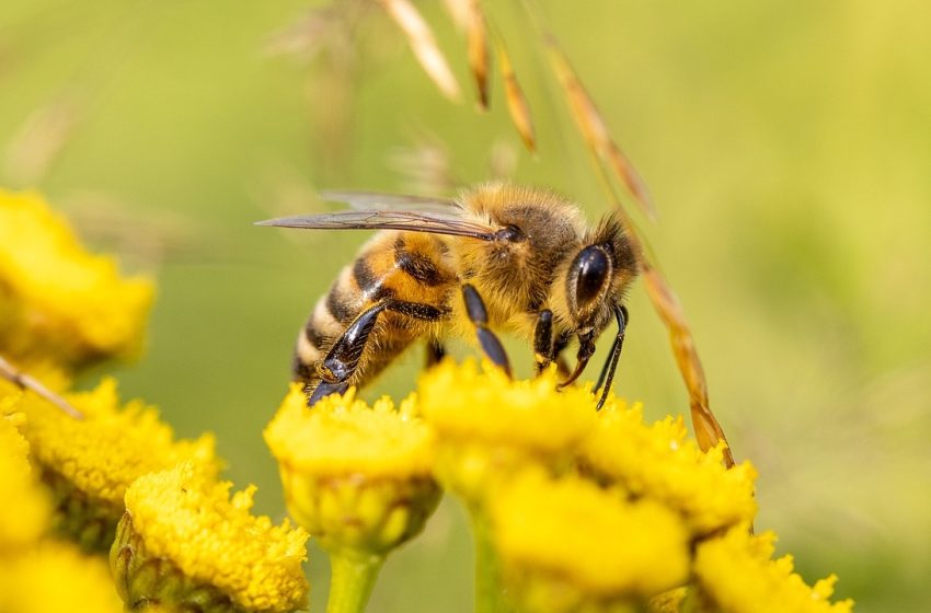  ¿Por qué las abejas son esenciales para las personas y el planeta?