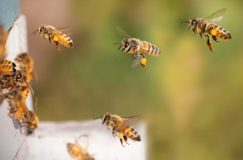  Día Mundial de las Abejas: Cinco datos curiosos que no sabías de estos insectos