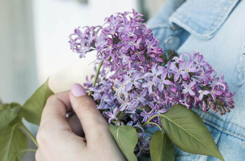  Dile adiós a las moscas con estas plantas naturales