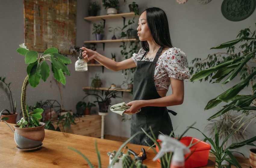  Plantas de interior que purifican el aire y alegran el alma
