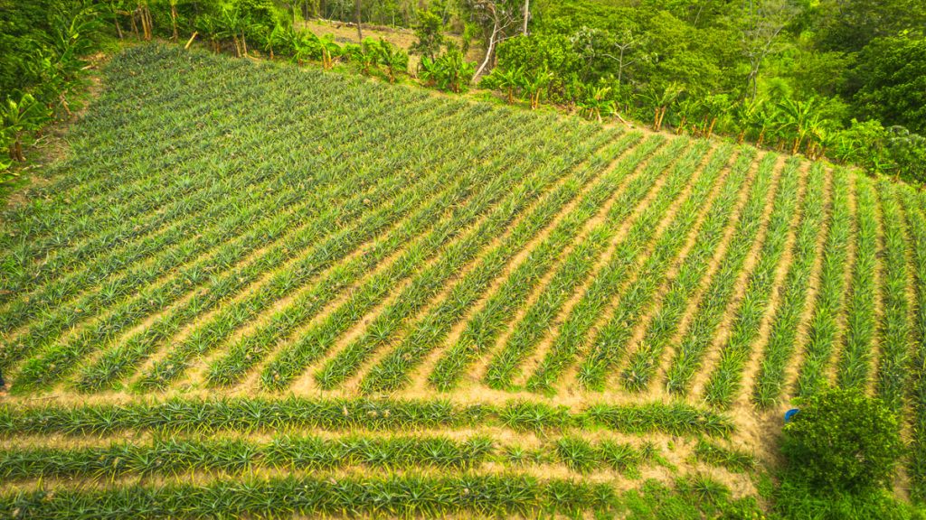 Cultivo de Piña en Santa María Ostuma. Foto: Guillermo López