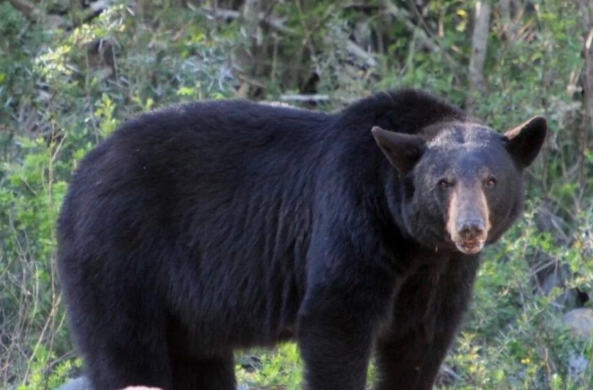  ¡Sorprendente! Un oso obliga a cancelar vuelos en un aeropuerto de Japón