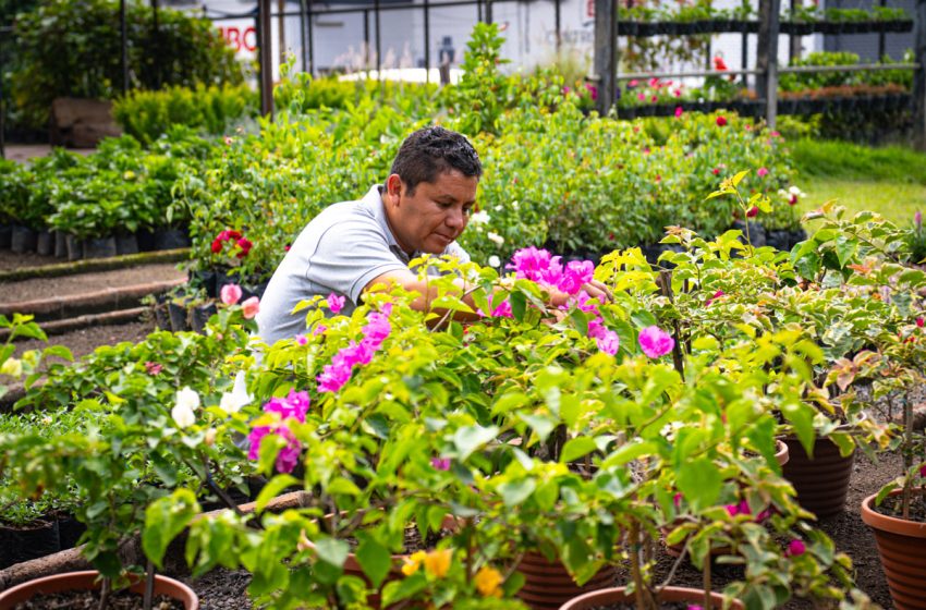  Jardín Botánico y Rainbow Ornamentales: Viveros que promueven el vínculo con la naturaleza