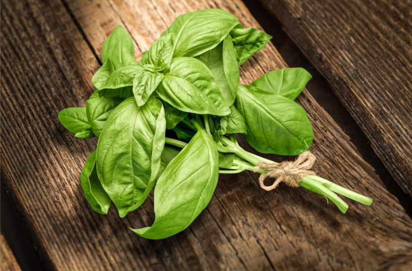  Cinco plantas comestibles que puedes cultivar en casa y aprovechar en la cocina