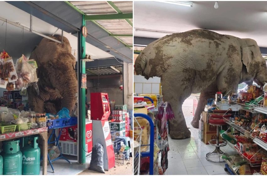  ¡Insólito! Elefante entra a tienda en Tailandia en busca de comida