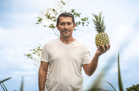 Santa María Ostuma, donde la piña se cultiva con técnica y tradición