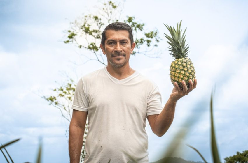  Santa María Ostuma, donde la piña se cultiva con técnica y tradición