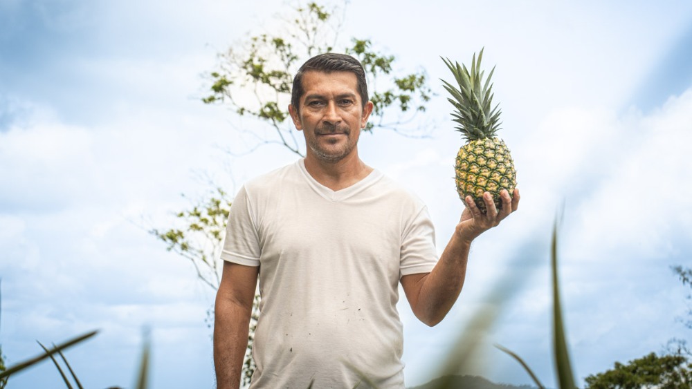 Santa María Ostuma, donde la piña se cultiva con técnica y tradición