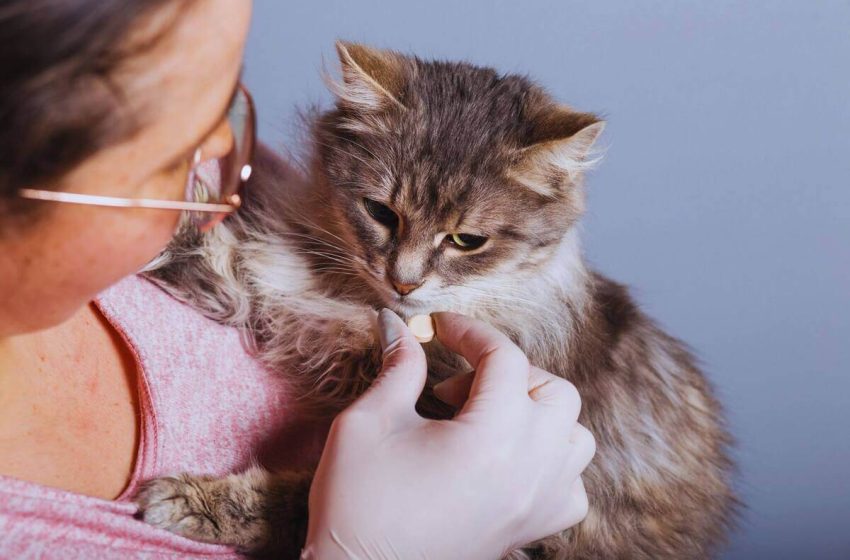  Estas son las razones por las que no debes dar medicamentos de humano a tus mascotas