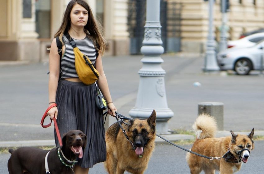  Cinco razones por las que siempre debes pasear a tu mascota con correa